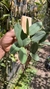 Cattleya schilleriana coerulea (Touceira) - loja online
