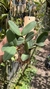 Cattleya schilleriana coerulea (Touceira)