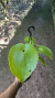 Pleurothallis marthae Lacre 0003230
