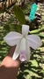 Laelia pumila (amoena) Lacre 187318 - comprar online