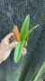 Laelia anceps - comprar online