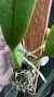 Laelia anceps - Orquidário Aparecida