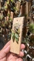 Acianthera recurva bicolor - loja online
