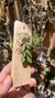Acianthera recurva bicolor - comprar online