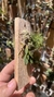 Acianthera recurva bicolor na internet