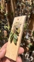 Acianthera recurva bicolor - loja online