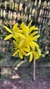 Laelia flava - comprar online