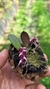 Acianthera recurva bicolor - comprar online