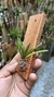Acianthera parva - comprar online