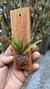 Acianthera parva