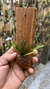 Acianthera parva - Orquidário Aparecida