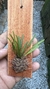 Acianthera parva - loja online