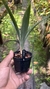 Cyclopogon congestus Lacre 19507 - loja online