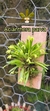 Acianthera parva