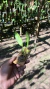 Imagem do Prosthechea fragans