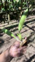 Prosthechea fragans na internet