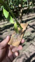 Prosthechea fragans - loja online