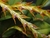 Acianthera tricarinara