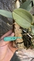 Imagem do Cattleya schilleriana tipo Lacre 185419