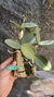 Cattleya schilleriana tipo Lacre 185419 - loja online