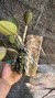 Cattleya schilleriana tipo Lacre 185419 - Orquidário Aparecida