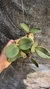 Cattleya schilleriana tipo Lacre 185419