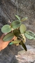 Cattleya schilleriana tipo Lacre 185419 - comprar online