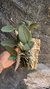 Cattleya schilleriana tipo Lacre 185419 na internet