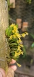 Acianthera leptotifolia - comprar online