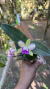 Rhyncholaeliocattleya Yen Corona Lacre 0000086 na internet