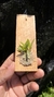 Dryadella Zebrina - comprar online