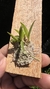 Dryadella Zebrina - Orquidário Aparecida