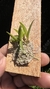 Dryadella Zebrina