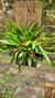 Dryadella Zebrina - comprar online