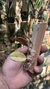 Imagem do Bulbophyllum sikkimense