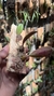 Bulbophyllum sikkimense - Orquidário Aparecida