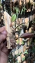 Bulbophyllum sikkimense