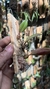 Bulbophyllum sikkimense - comprar online