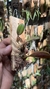 Bulbophyllum sikkimense - loja online