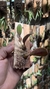 Bulbophyllum sikkimense - Orquidário Aparecida
