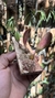 Imagem do Bulbophyllum sikkimense