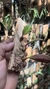 Bulbophyllum sikkimense