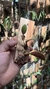 Bulbophyllum sikkimense - comprar online
