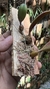 Bulbophyllum sikkimense na internet