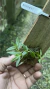 Epidendrum peperomia Lacre 0000911 - comprar online