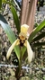 Maxillaria marginata