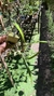 Maxillaria marginata