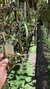 Maxillaria marginata - comprar online