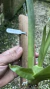 Miltonia colombiana Lacre 0000913
