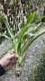 Miltonia colombiana Lacre 0000913 - comprar online
